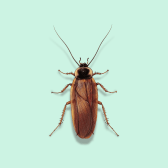 Illustration of Wood Cockroach