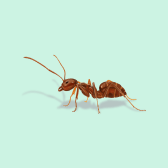 Illustration of Yellow Crazy Ant